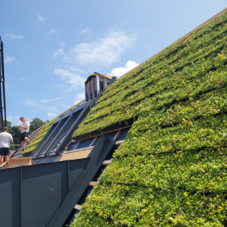 Referenzen - Dachbegrünung